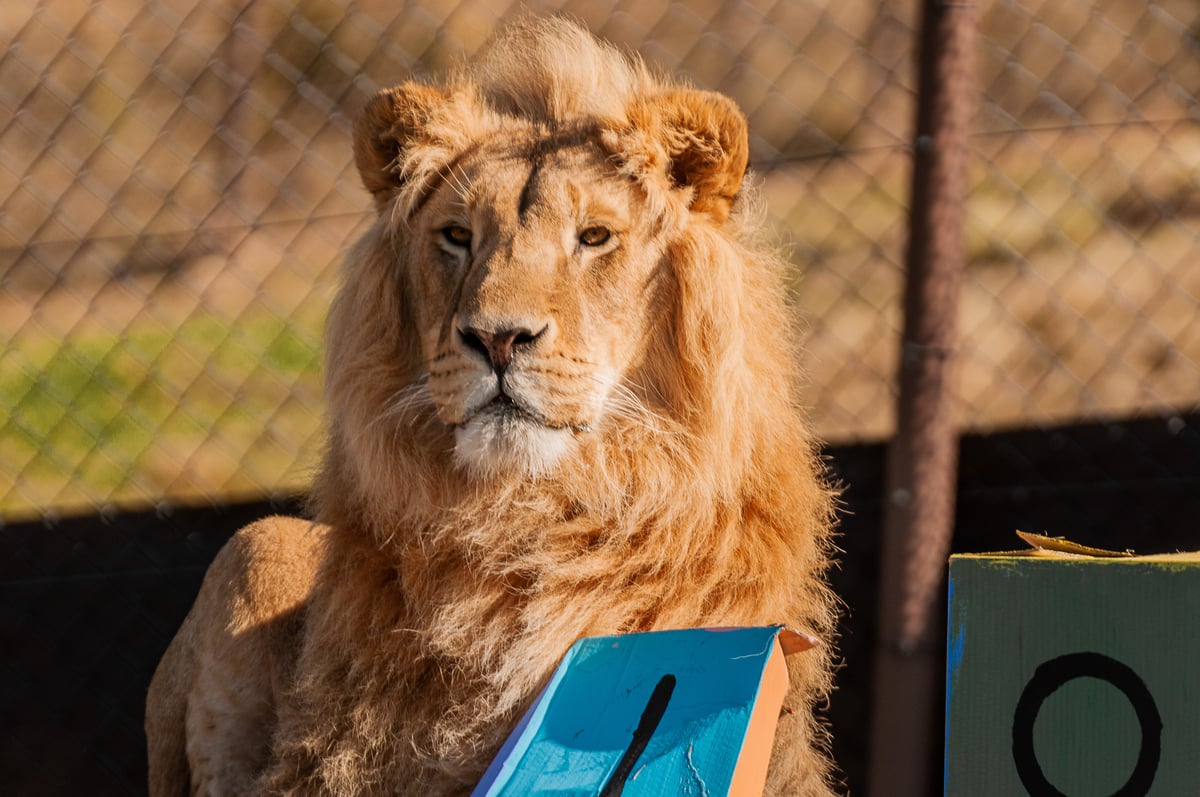 Lion Dolf in his enclosure