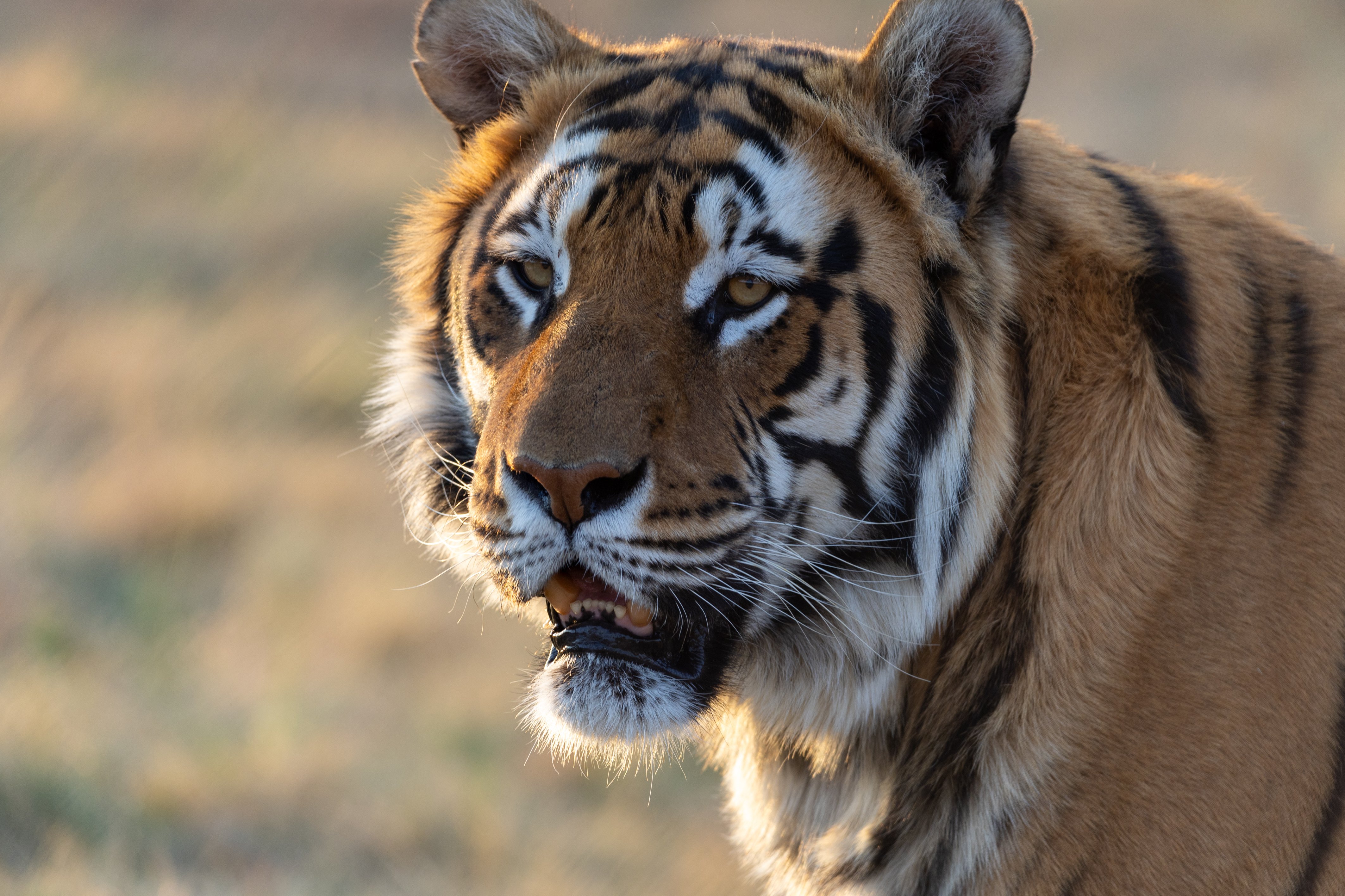 Tiger Shevar in his enclosure