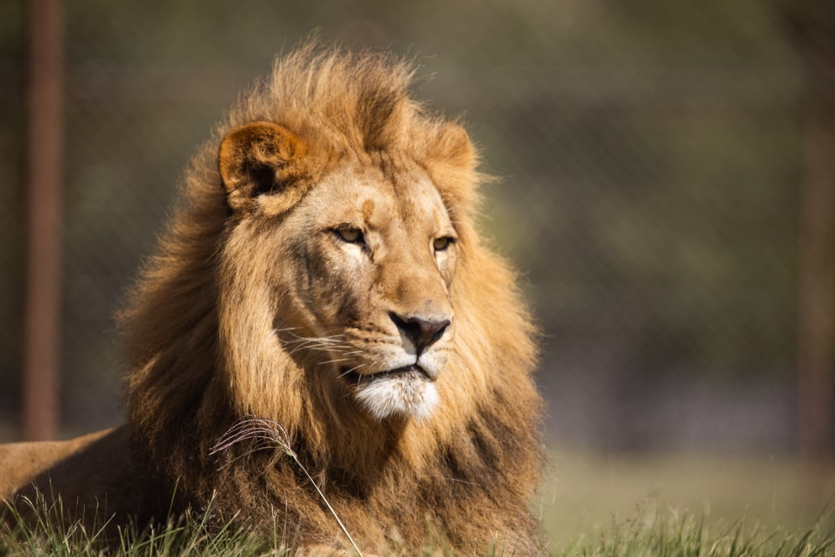 Lion Nikola enjoying his environment