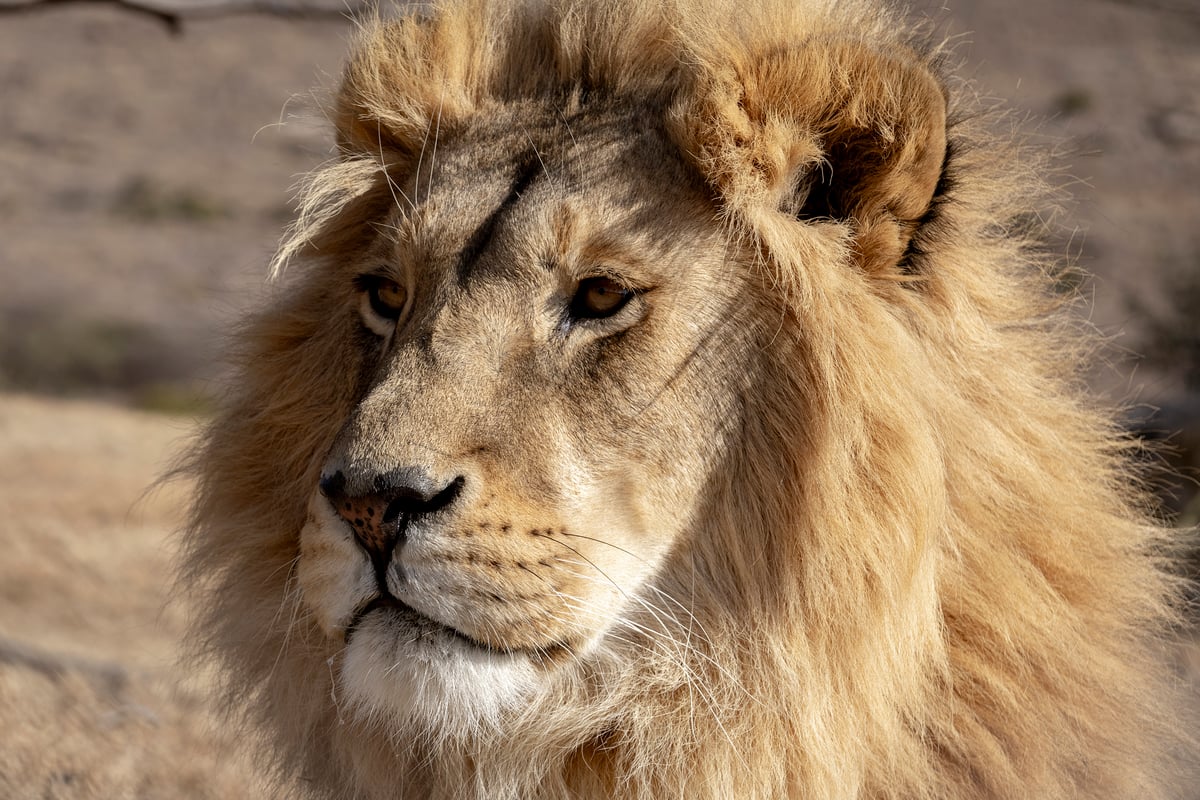 Lion Dolf in his enclosure