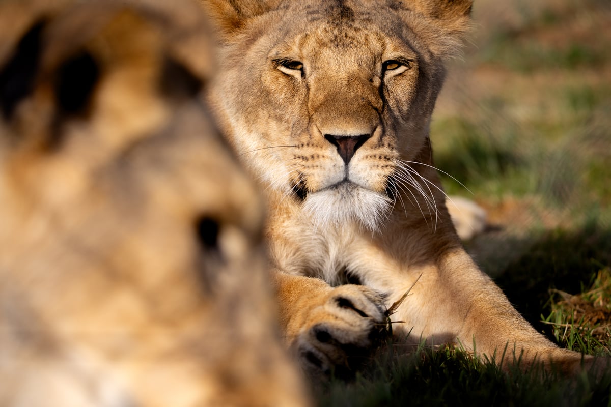 Lioness Kassala looking into the camera