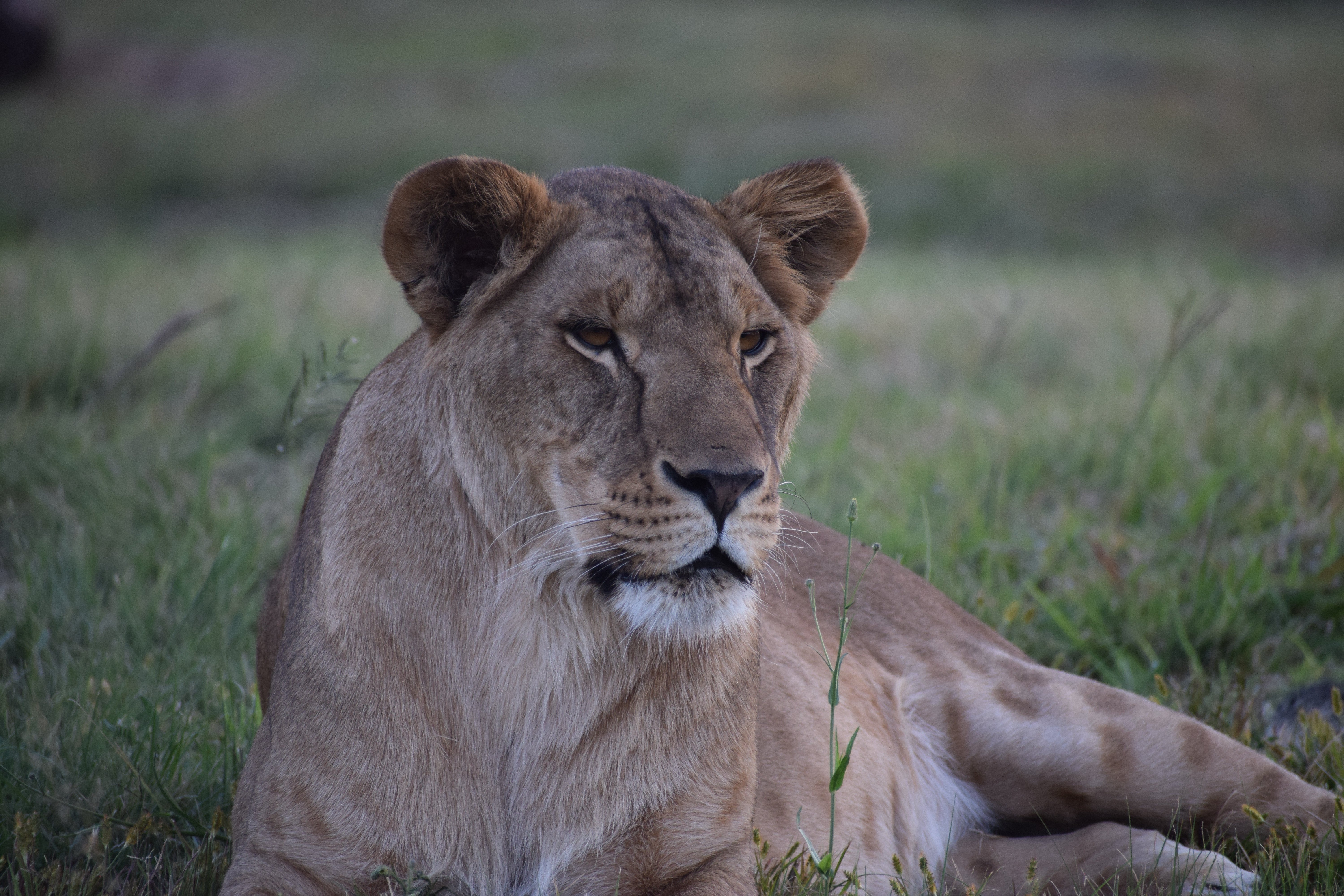Vasylyna at LIONSROCK Big Cat Sanctuary