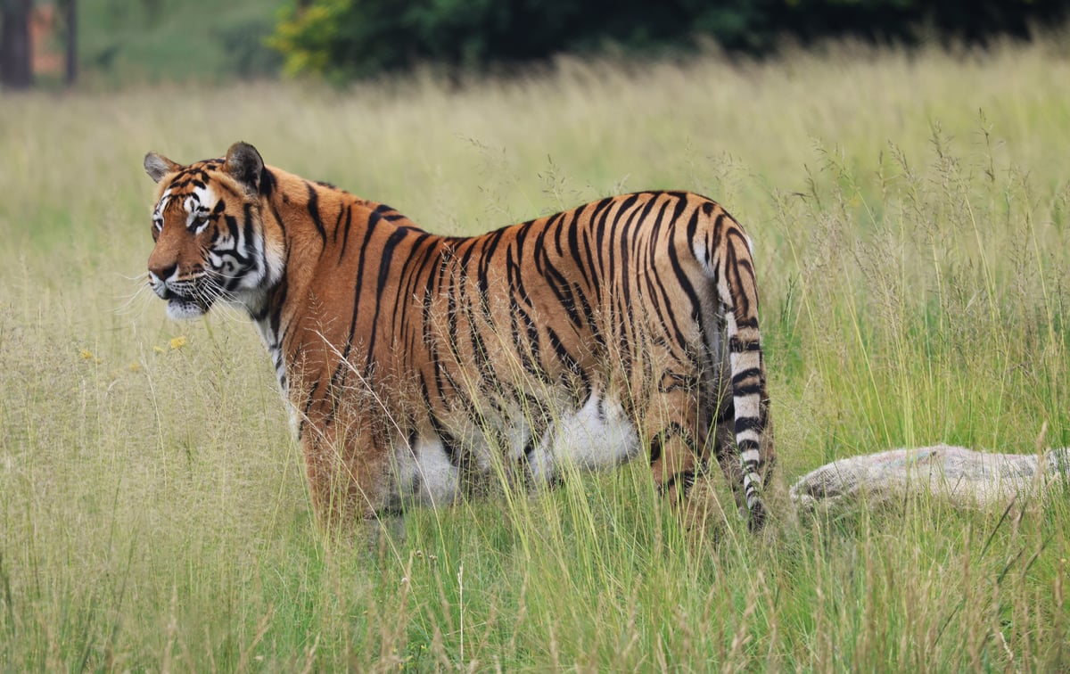 Sharukh standing in a field