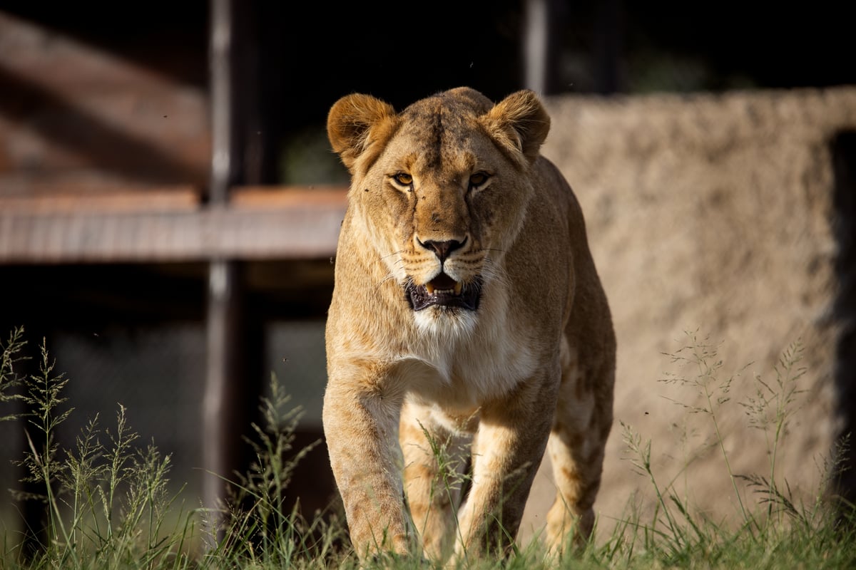 Vasylyna at LIONSROCK Big Cat Sanctuary